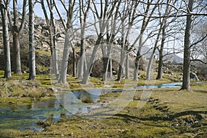 River stream with trees in Riofrio, Avila, Spain