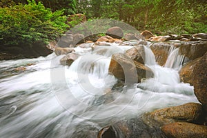 River stream waterfall and tropical forest green trees