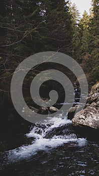 a river with a strong flow flowing from the mountain through the pine forest