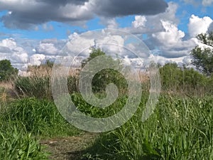 River in summer, dense thickets of grass, blue sky and clouds