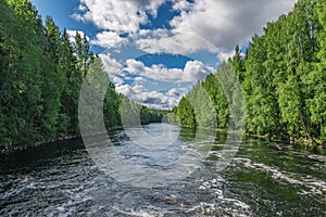River in the summer forest