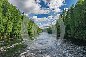 River in the summer forest