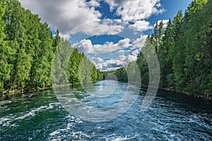 River in the summer forest