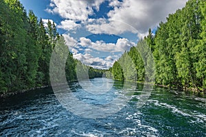 River in the summer forest