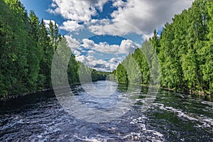 River in the summer forest