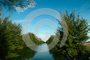 River surrounded by trees