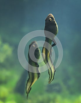 River Swamp Frogs Tadpoles - Race To The Top!