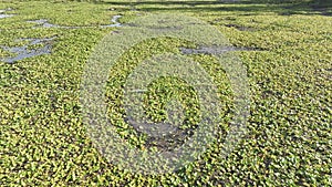 A River or Swamp with Green Lillies a top Aerial Shot