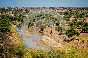 River swamp in Tarangire National Park safari, Tanzania