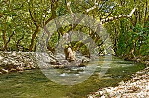 River and sycamore trees photo