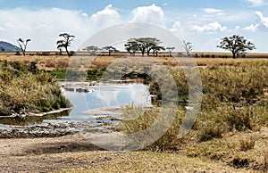 River in Tanzania with hippos