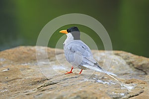 River tern