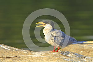 Un rio pescador 