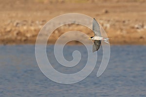 A river tern also known as sterna aurantia