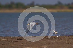 River Tern bird flying with a fish kill in its beak