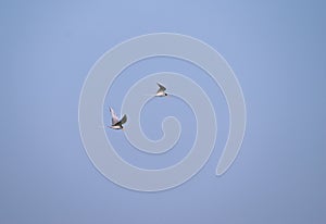 River tern bird flying in the sky