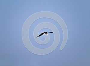 River tern bird flying in the sky