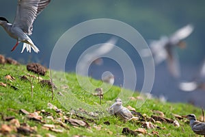 River tern chick and fish