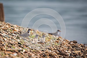 River tern chicks