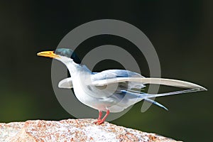 River tern in a different mood