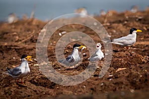 River tern feeding baby river tern