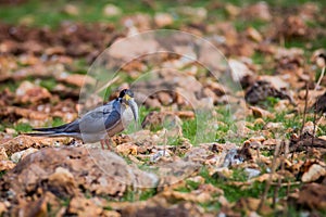 River tern feeding on a fish