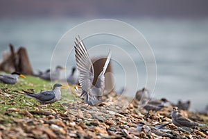 River tern feeding its mate