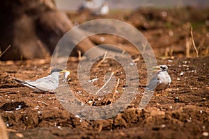 River tern feeding its offspring