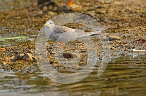 River tern