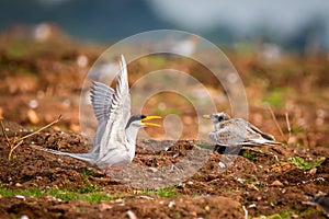 River tern with fish interacting with chick