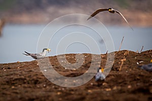 River tern with fish in its bill and in flight