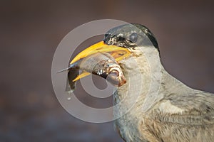 River tern fishing for its Juvenile