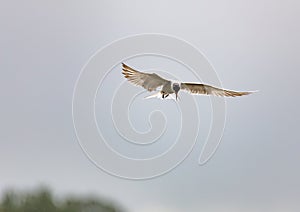 River tern flight