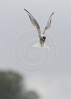 River tern flight