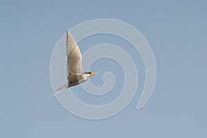 River Tern Flight