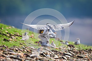 River tern in flight
