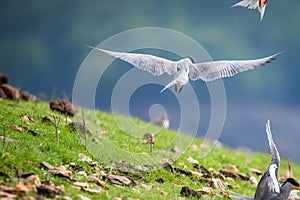 River tern flying