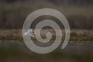 The River Tern Flying over lake