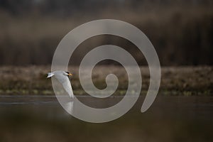 The River Tern Flying over lake