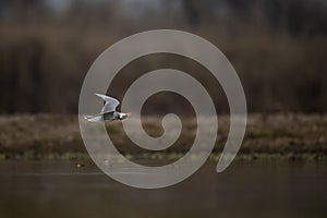 The River Tern Flying over lake