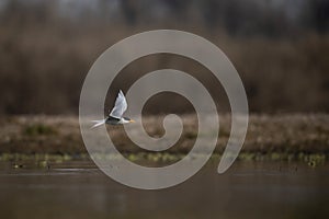 The River Tern Flying over lake