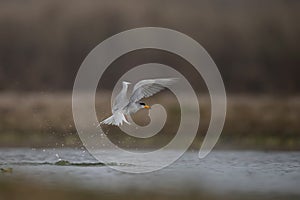 The River Tern Flying over lake