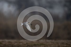 The River Tern Flying over lake