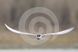 The River Tern