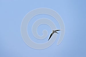 River tern bird flying in the sky