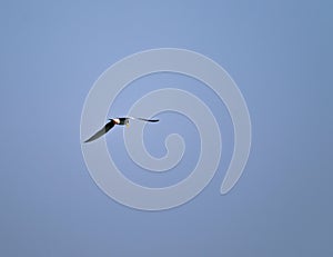 River tern bird flying in the sky