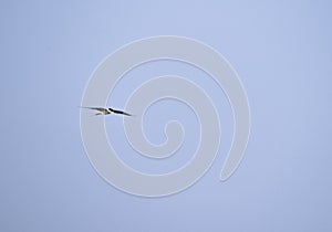 River tern bird flying in the sky