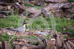 River tern gifting a fish to its mate