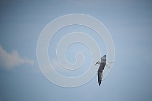 River tern hovers in air against sky