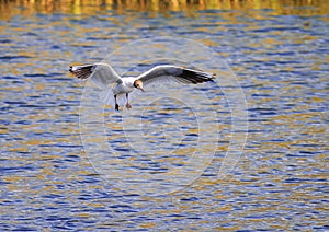 River tern hovers over the blue surface of the water bathed in